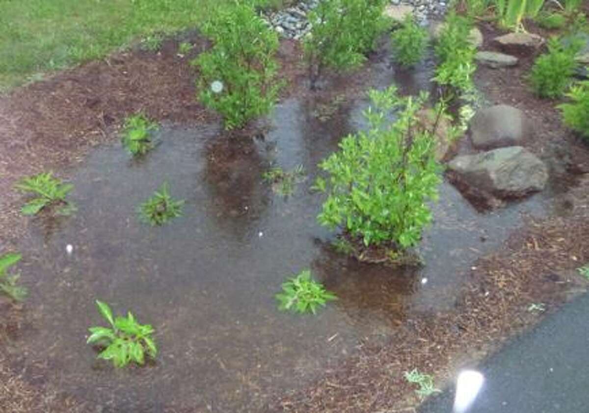 Rain gardens should not stay ponded for more than 24 hours, said Cynthia Rabinowitz, executive director with the Northwest Conservation District  Some drain the rainwater away more quickly. The rate of draining depends on the soil type and storm intensity.