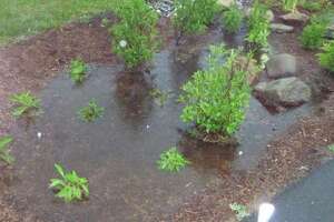 Robert Miller: Install a rain garden; why let rainfall flow away?