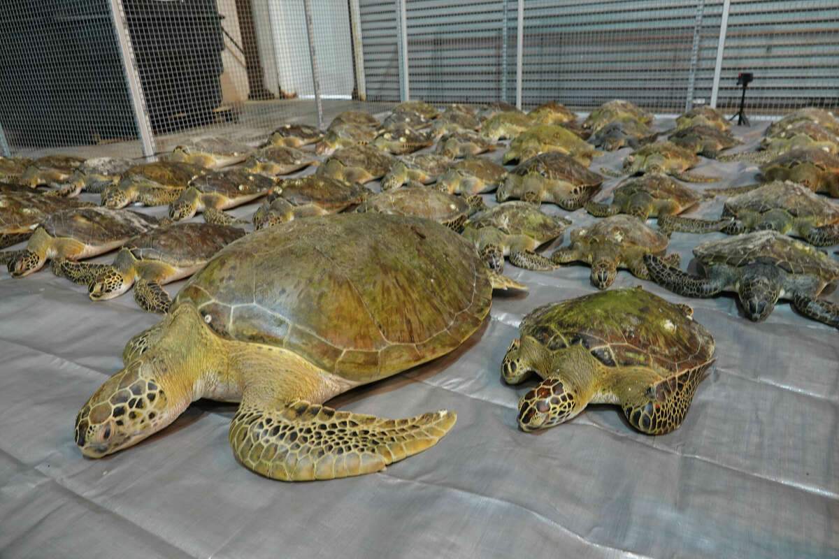 The Texas State Aquarium's wildlife rescue program helped save cold-stunned sea turtles during Winter Storm Uri in 2021.