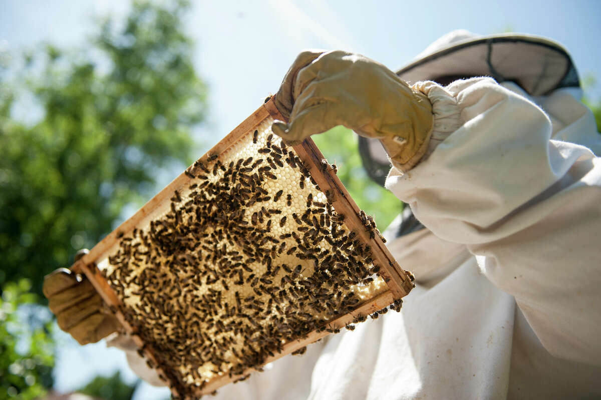 Blackburn College is preparing to host its first beekeeping class of the year in March.