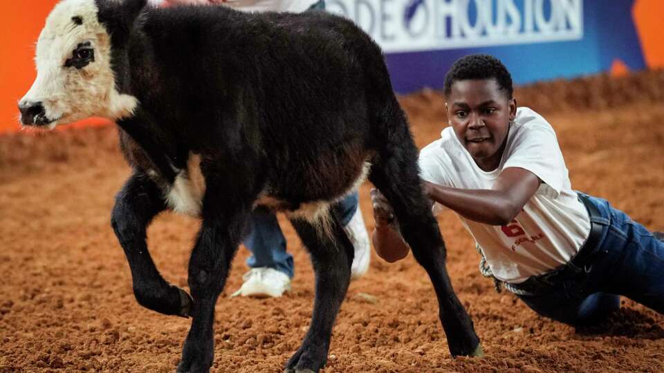 Joshua White, of Cypress Springs FFA, grabs a calf by the tail as he tries to catch it during the calf scramble at the Houston Livestock Show and Rodeo on Wednesday, March 1, 2023 in Houston.