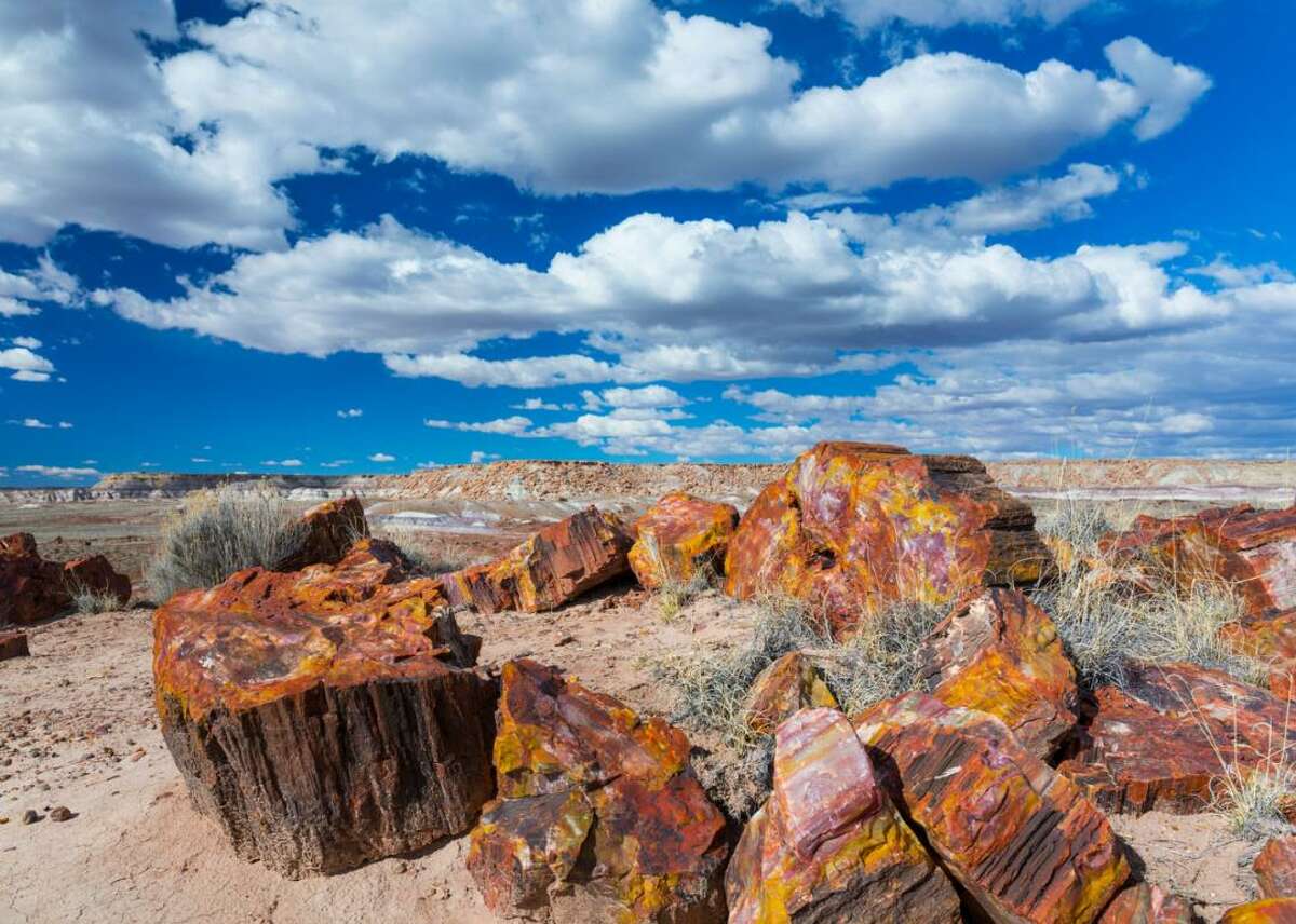 Petrified Forest National Park in Arizona Known as the "Rainbow Forest," Arizona's Petrified Forest National Park is full of colorful petrified wood fossilized over 200 million years ago. Preserved in time, the site is home to a whopping 600 archaeological sites.