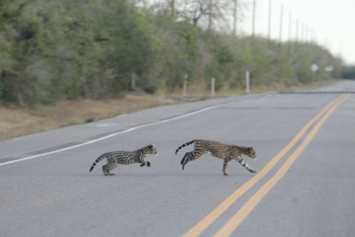 An ocelot mother and her kitten were spotted crossing the street in South Texas. 