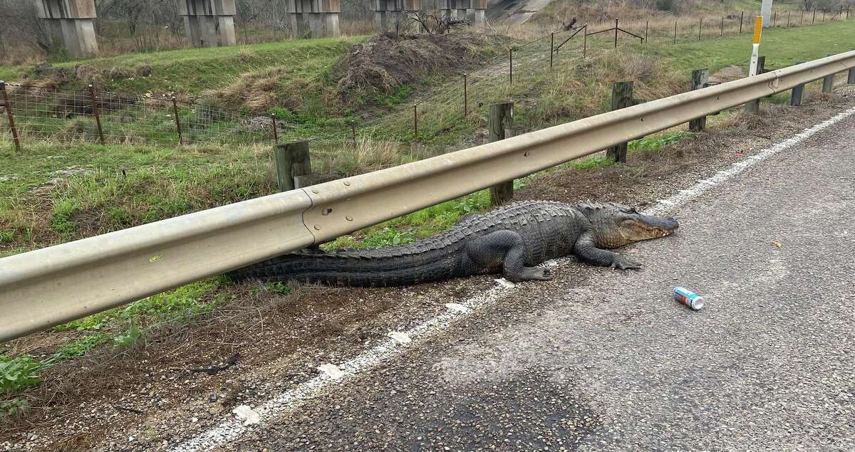 Facebook post shows large alligator on an Atascosa County road