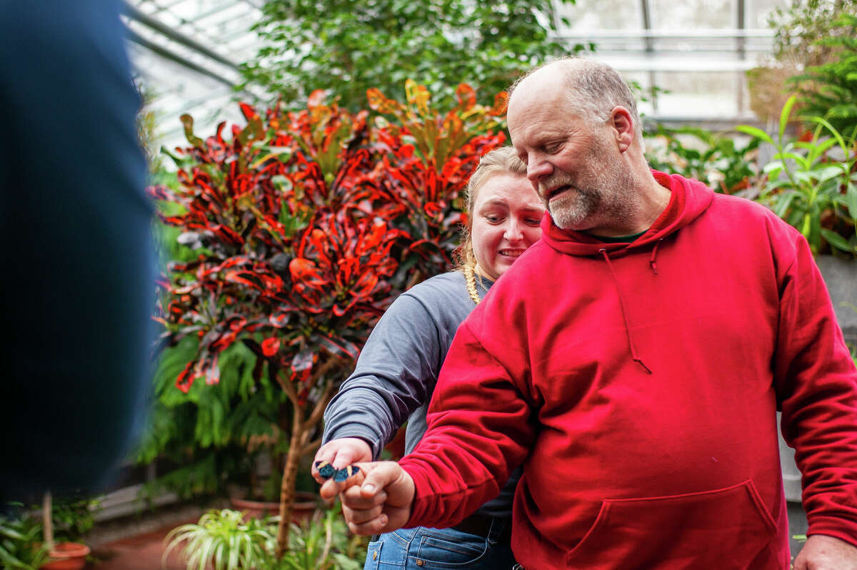 Dow Gardens employees prepare the Butterflies in Bloom exhibit on March 2, 2023 in the Dow Gardens Conservatory.