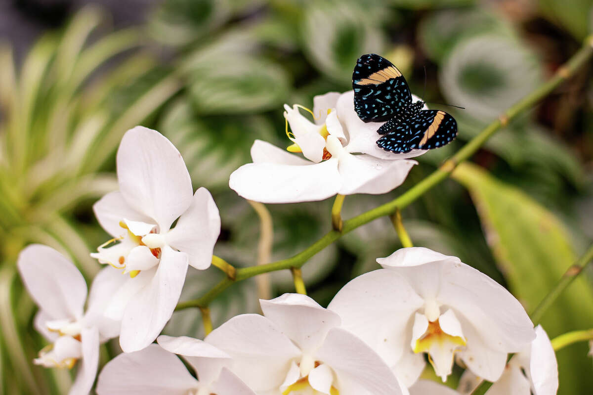 Butterflies flutter about on March 2, 2023 in the Dow Gardens Conservatory.