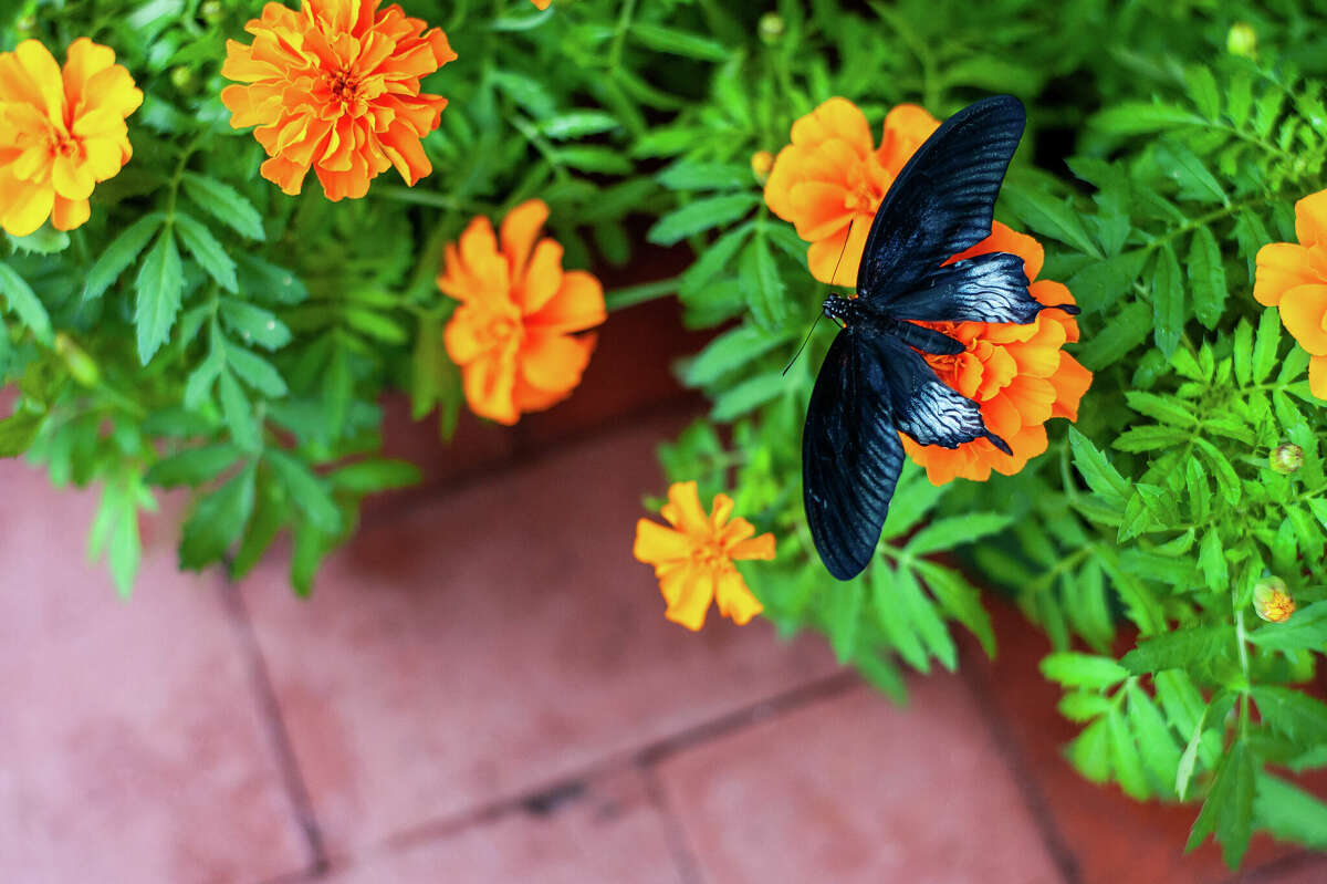 Butterflies flutter about on March 2, 2023 in the Dow Gardens Conservatory.