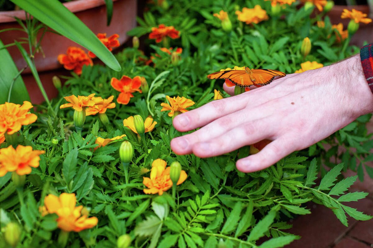Butterflies flutter about on March 2, 2023 in the Dow Gardens Conservatory.