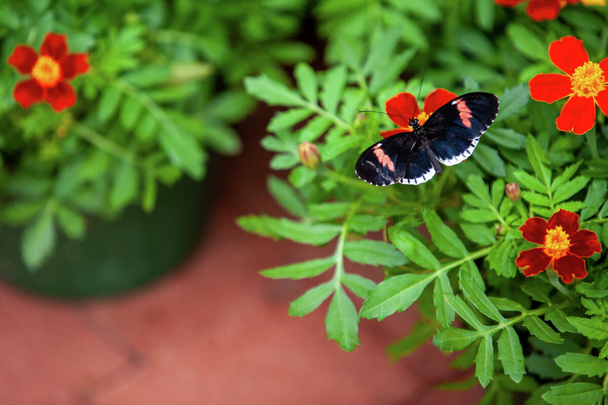 Butterflies flutter about on March 2, 2023 in the Dow Gardens Conservatory.