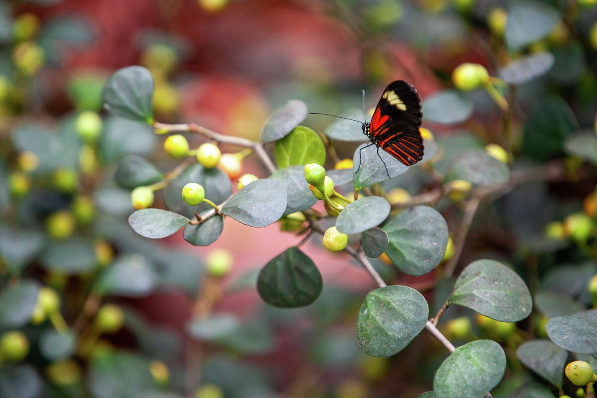 Butterflies flutter about on March 2, 2023 in the Dow Gardens Conservatory.