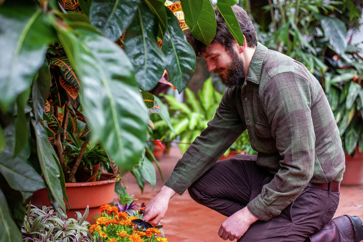 Dow Gardens employees prepare the Butterflies in Bloom exhibit on March 2, 2023 in the Dow Gardens Conservatory.