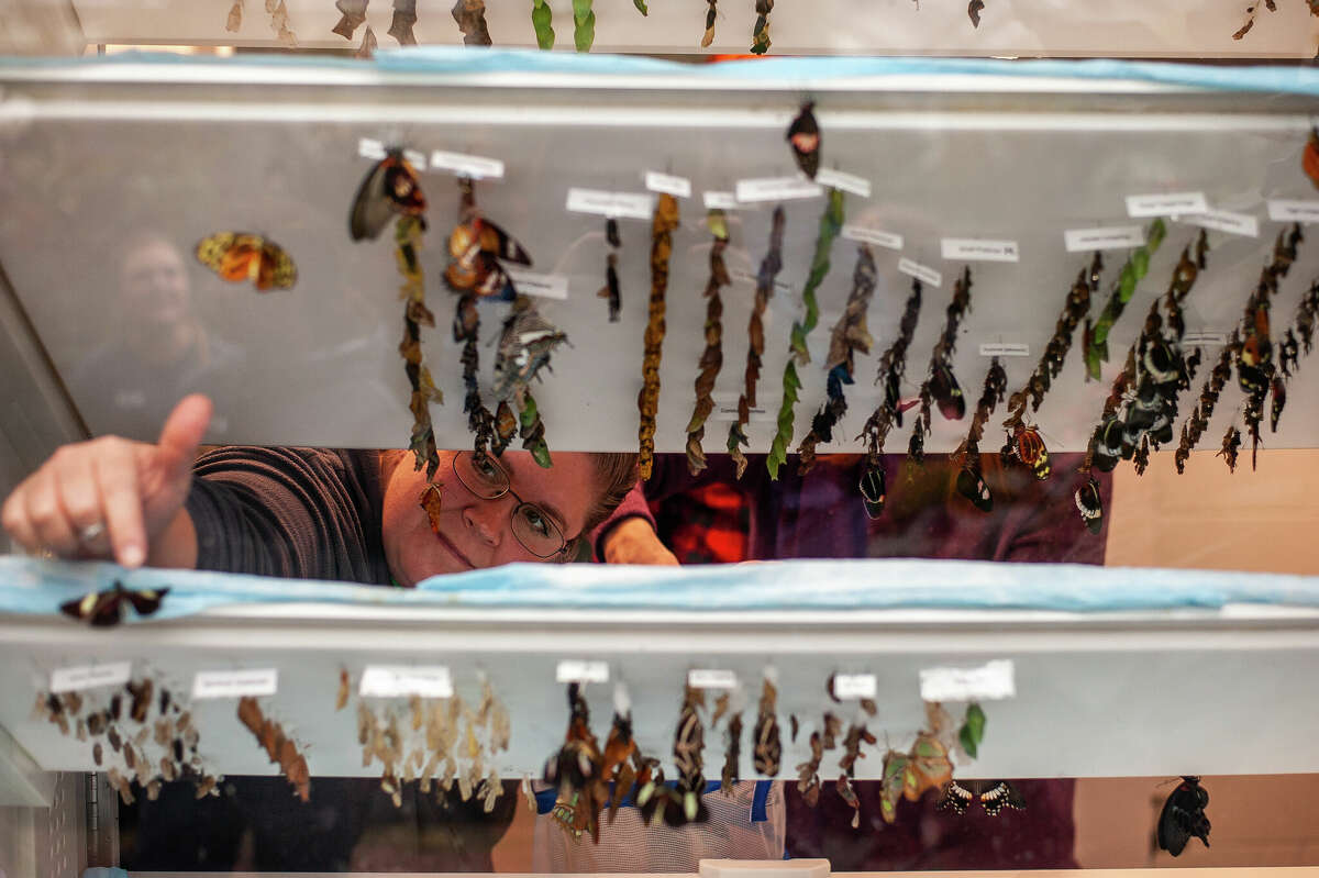 Dow Gardens employees prepare the Butterflies in Bloom exhibit on March 2, 2023 in the Dow Gardens Conservatory.
