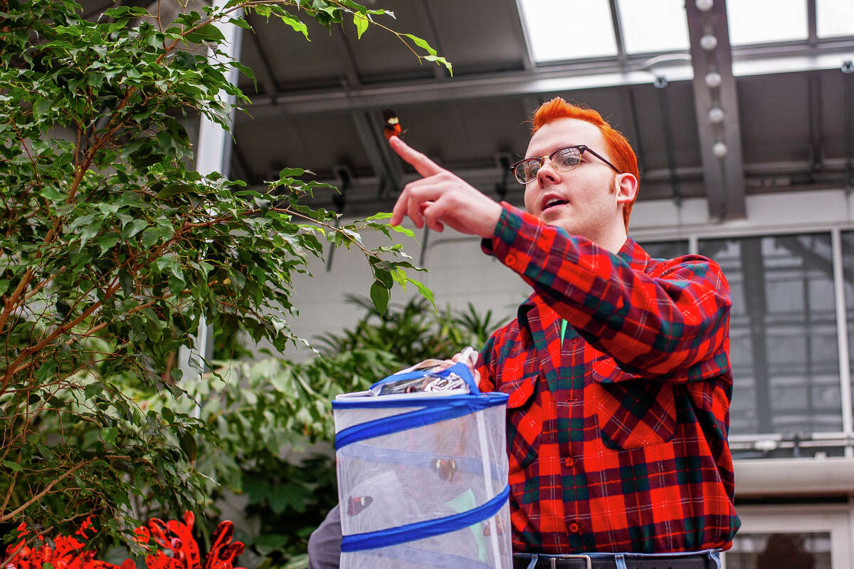 Dow Gardens employees prepare the Butterflies in Bloom exhibit on March 2, 2023 in the Dow Gardens Conservatory.