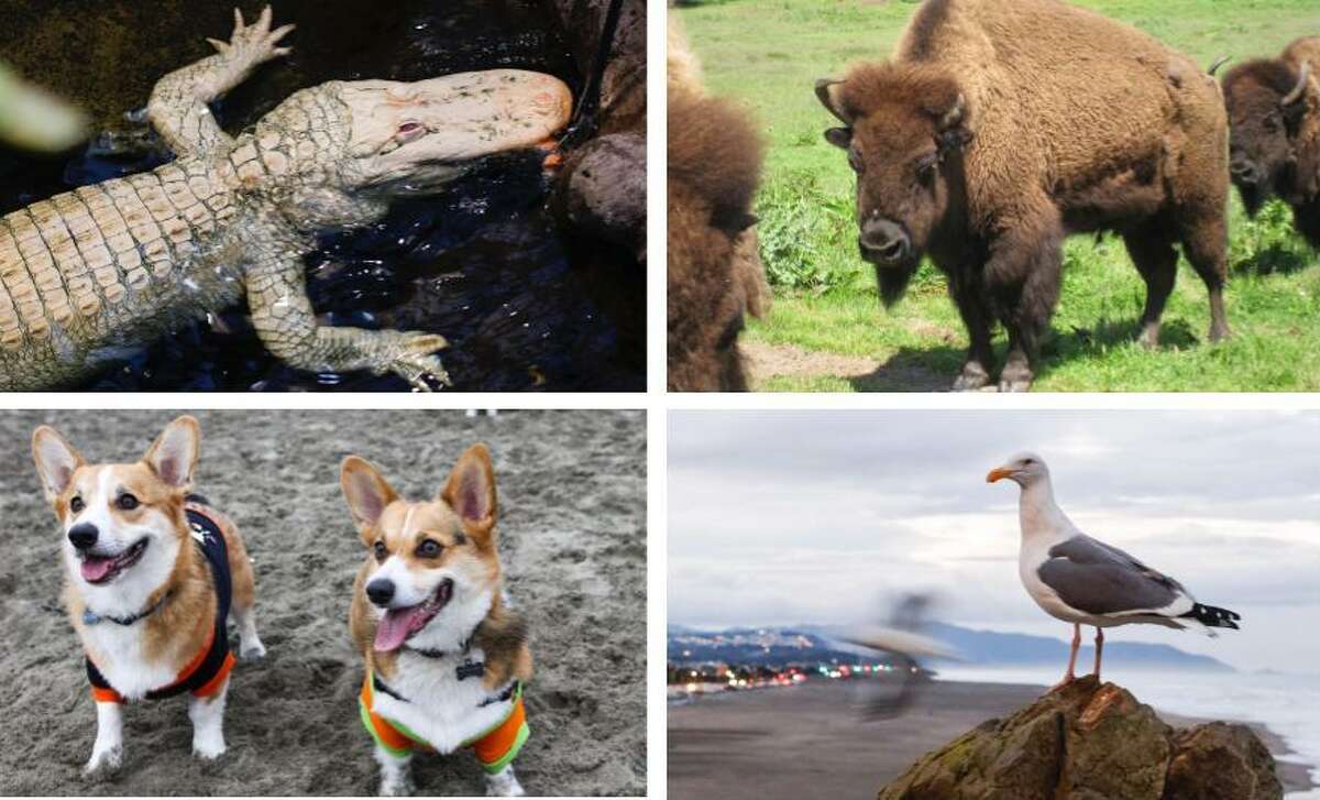 Albino alligators, bison, seagulls and corgis are among the nominees for official animal of San Francisco.