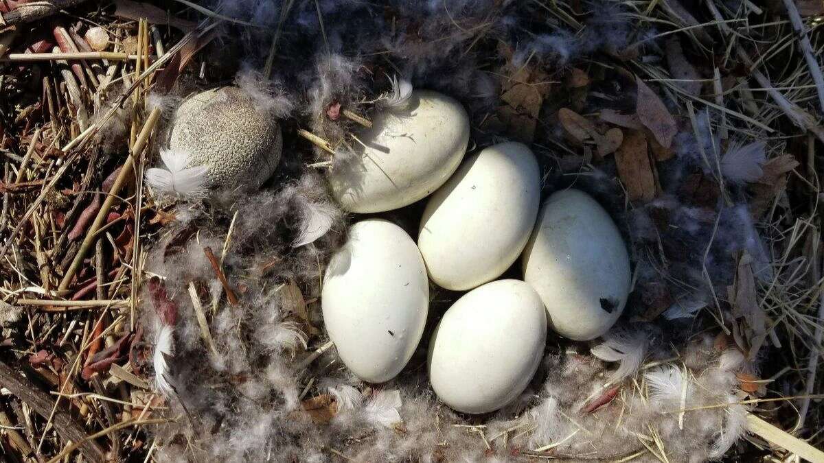 To stabilize the geese population in accordance with the U.S. Fish and Wildlife’s Service’s approved methods, employees of Greenwich's Conservation Department will be oiling recently laid Canadian geese eggs. 