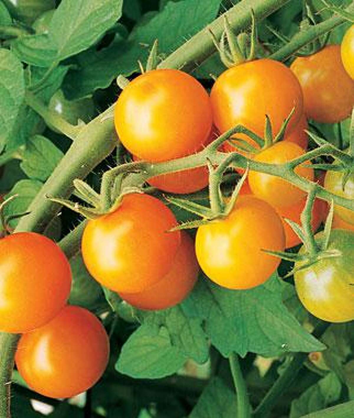 Sungold cherry tomato is a popular tomato grown in the home garden