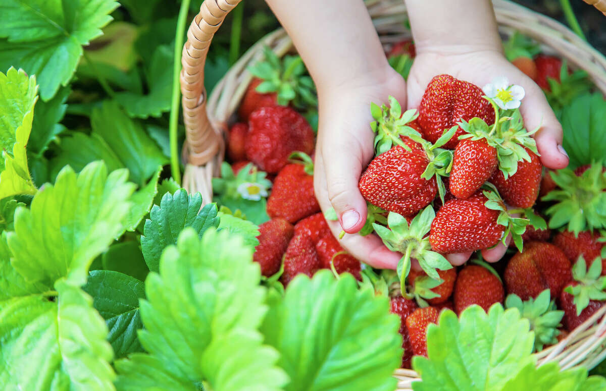 The child collects strawberries in the garden.