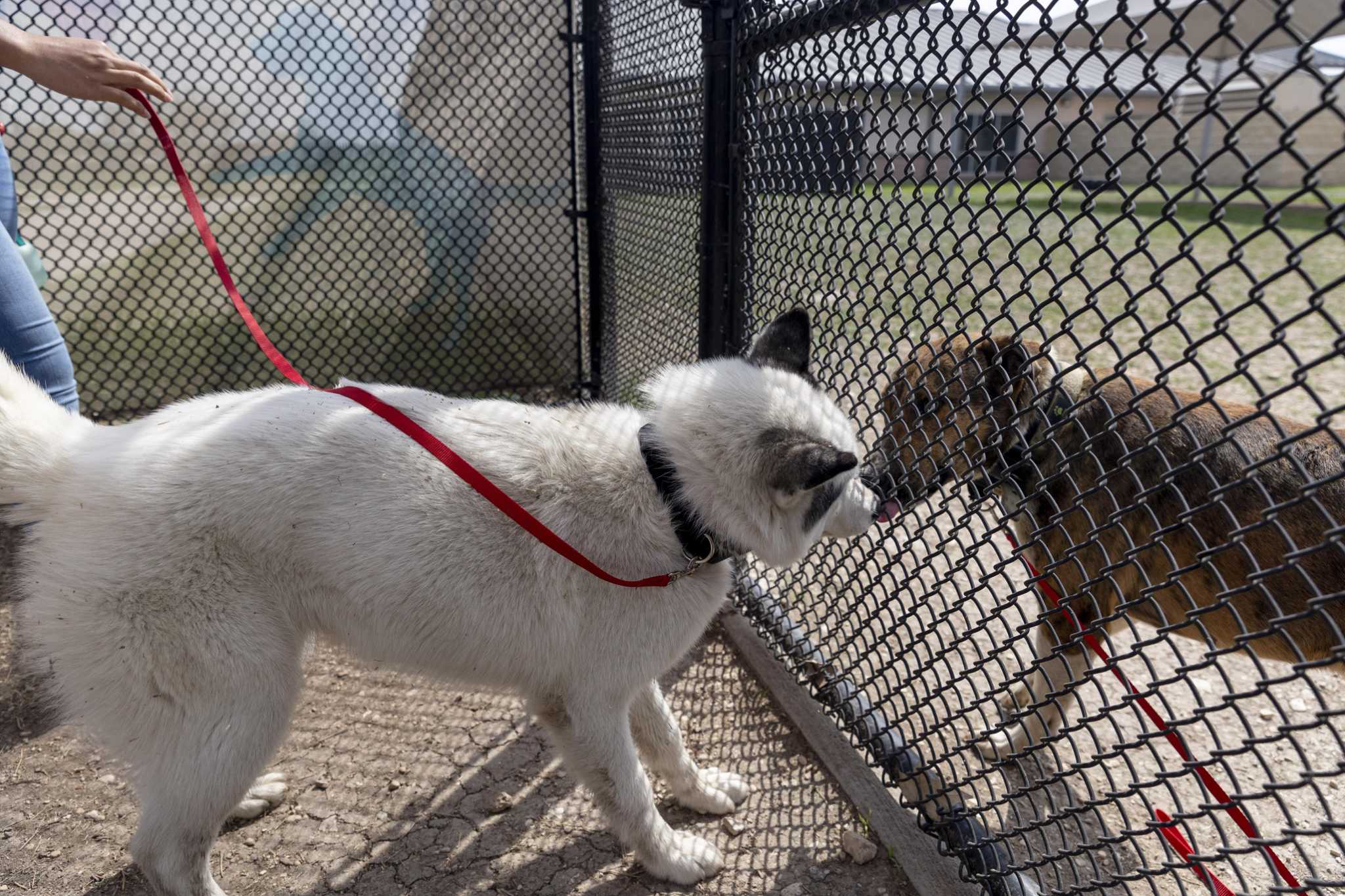 San Antonio to offer more free spay/neuter clinics