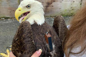 How a Catskills wildlife center rehabbed a poisoned eagle
