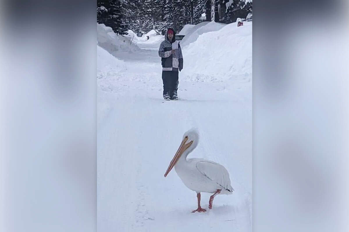 A "disoriented" pelican showed up in South Lake Tahoe following a brutal blizzard that swept through the region this week. 