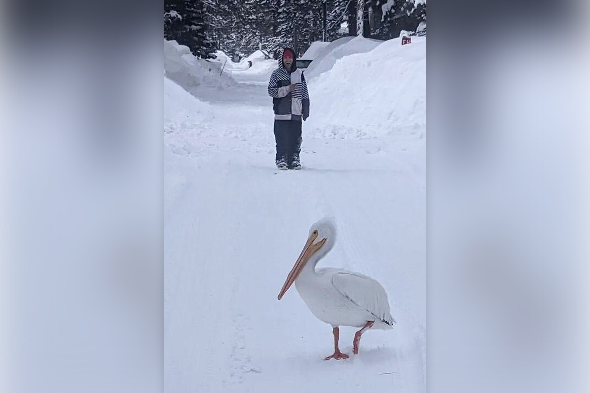 Tahoe’s blizzard was so bad, it brought a pelican to the Sierra