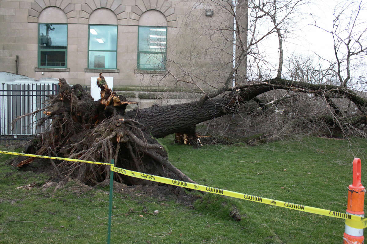 High wind gusts amid heavy rainfall knocked over a tree in Edwardsville's City Park on Friday. The tree nearly missed the Edwardsville Public Library and, as of Friday evening, was lying next to the library walls. 