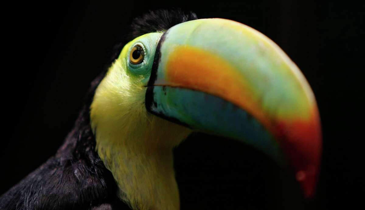 2008年，在波哥大的一个临时避难所，一只彩虹峰巨嘴鸟被看到。据信，一只巨嘴鸟从拉斐特的一个围栏里逃了出来，它被发现在核桃溪飞来飞去。