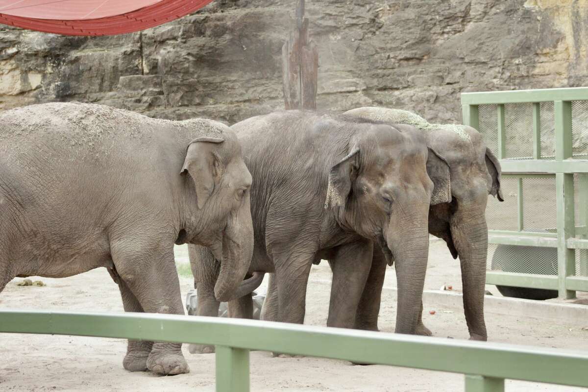 Nicole the elephant, one of San Antonio Zoo's Golden Girls, dies