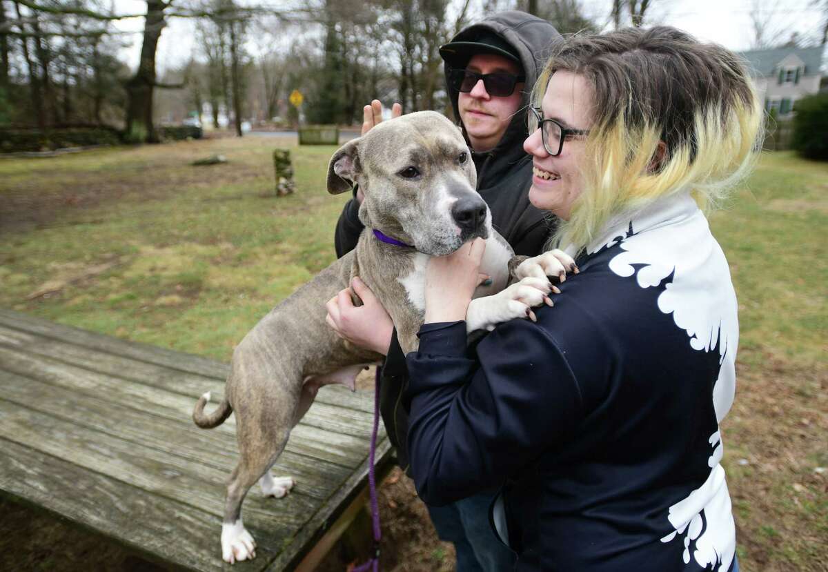 Siblings Adam and Samantha Reichardt, of Seymour, look to adopt 3 year old pitbull Miss Basil at the SPCA of CT at 359 Spring Hill Road in Monroe, Conn., on Saturday, March 04, 2023. The nonprofit is closing after more than twenty years at the location due to financial issues.