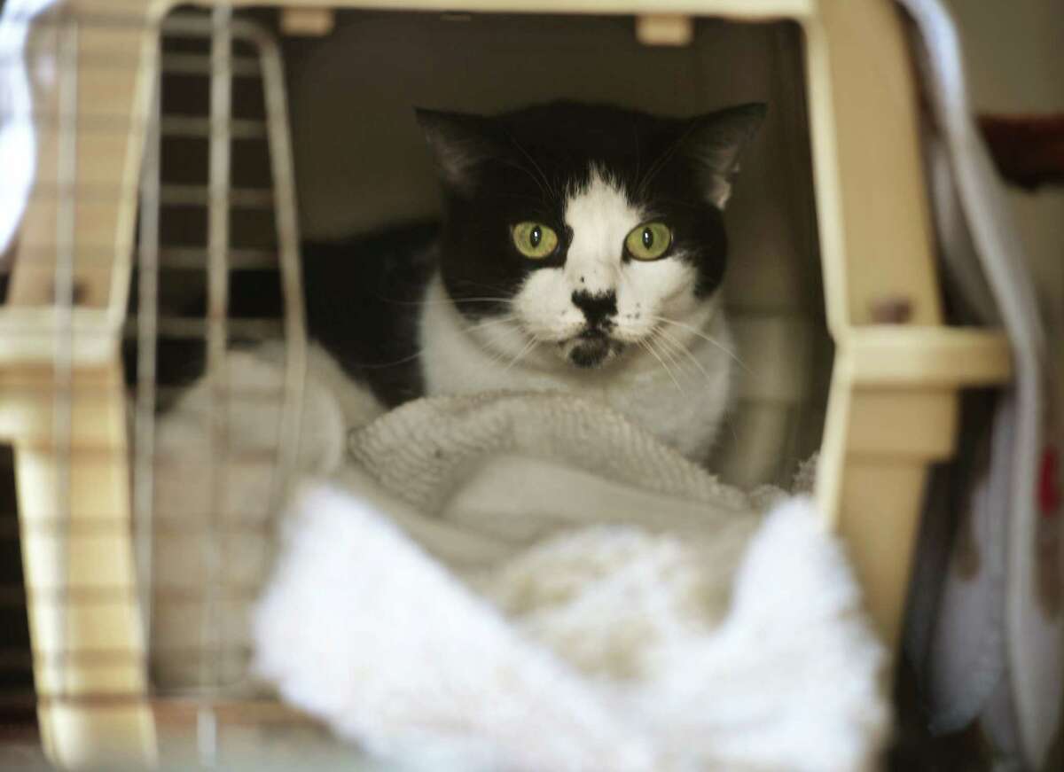 A cat awaits adoption at the SPCA of CT at 359 Spring Hill Road in Monroe, Conn., on Saturday, March 04, 2023. The nonprofit is closing after more than twenty years at the location due to financial issues.