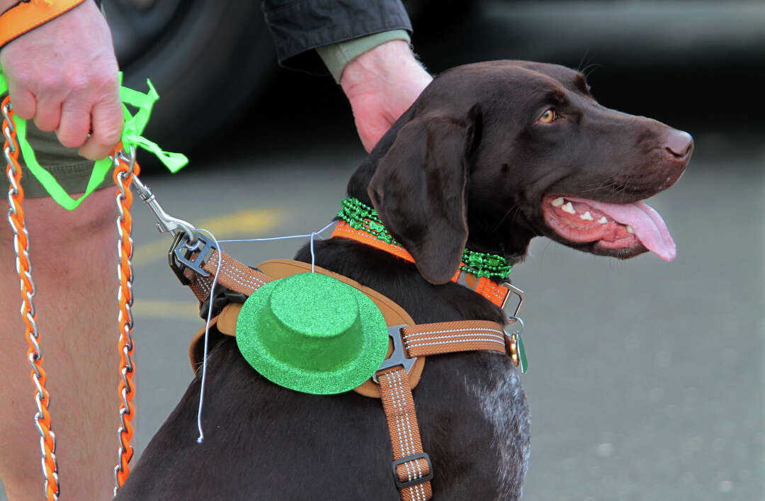 Stamford St. Patrick’s Day Parade 2024 Where, when and what to know