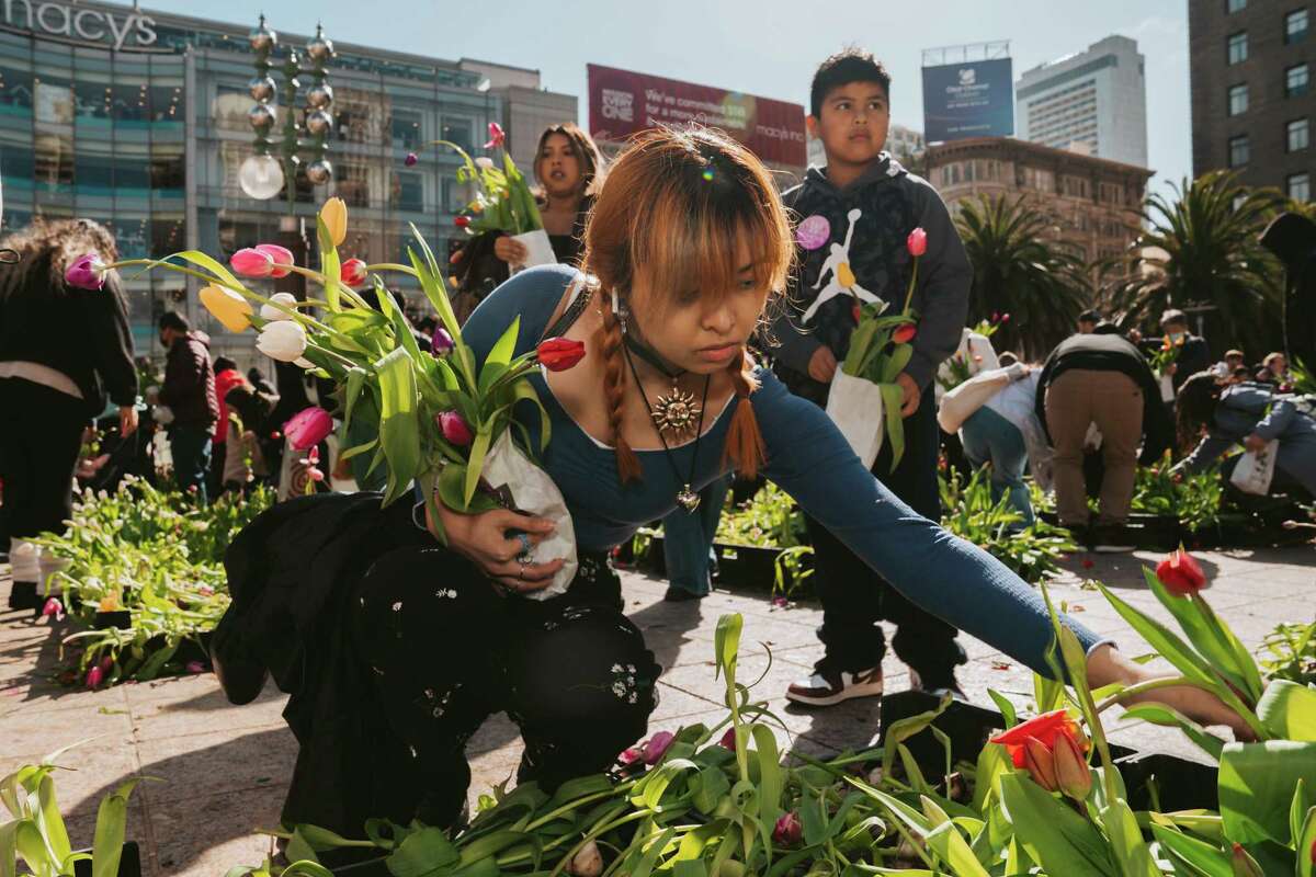 周日在旧金山联合广场，比阿特丽斯·卡涅特在花球节上挑选了一朵郁金香。