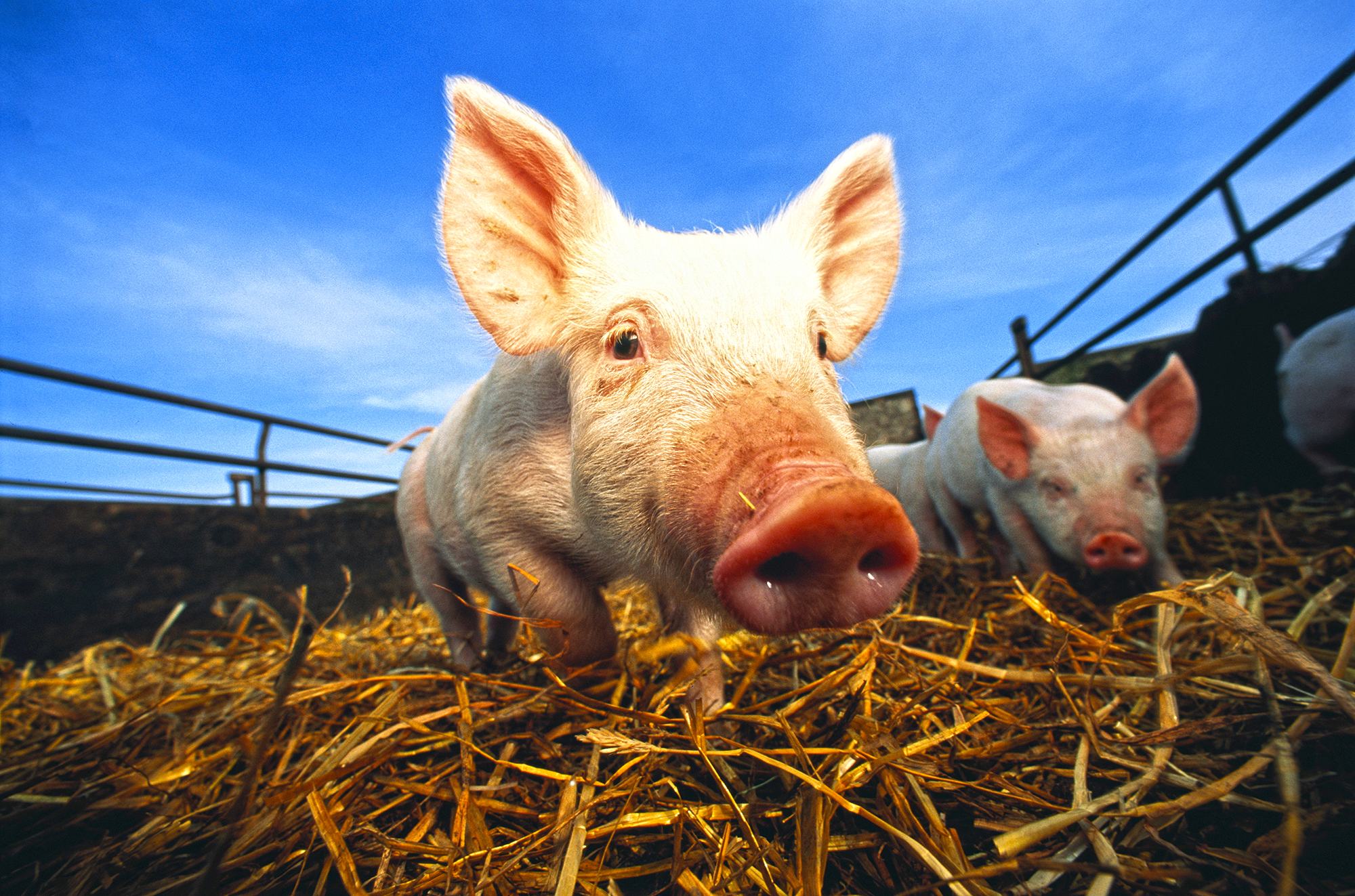 USDA backing project to use pig waste for road work - Vimarsana News