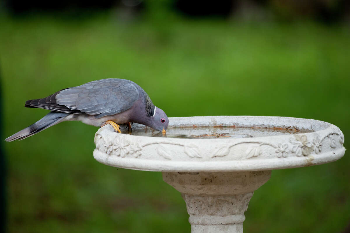concerning-a-native-calif-species-is-dying-in-the-bay-area