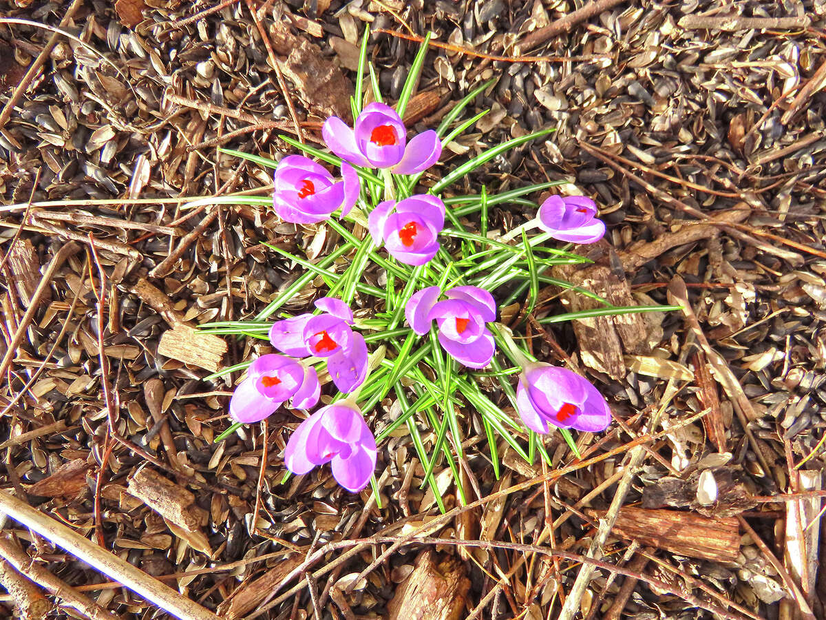 Crocuses bloom in the warm weather in a yard in Morgan County.