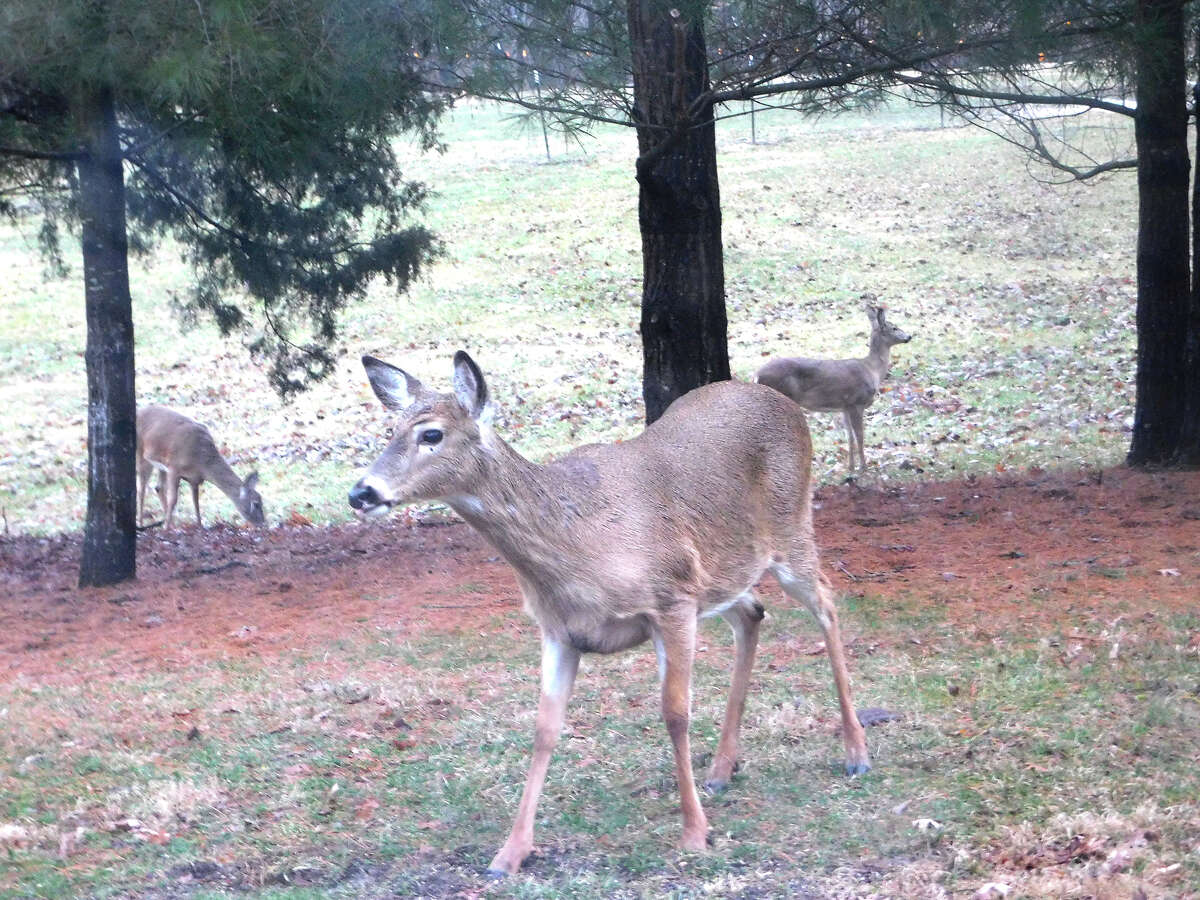 Deer pay a visit to a backyard before settling down for the night.