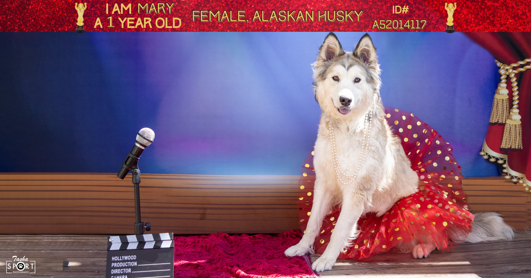 does the alaskan husky have rabies
