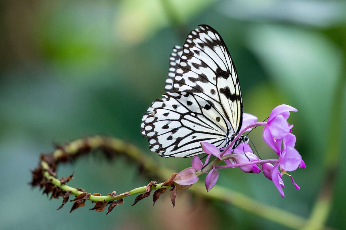 Un papillon aux ailes noires et blanches est posé sur une fleur violette. 