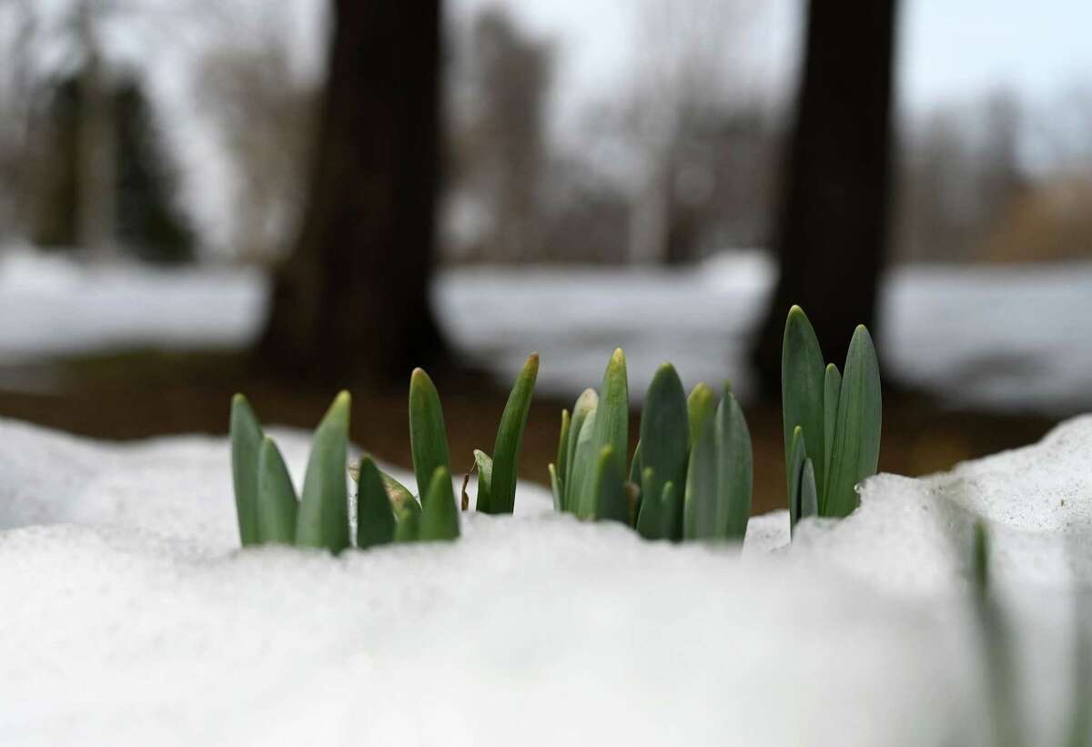 Another layer of snow will drop on upstate New York by Saturday morning. In this photograph, plant life pushes through snow cover in Bethlehem Veterans Memorial Parkon  March 6, 2023.