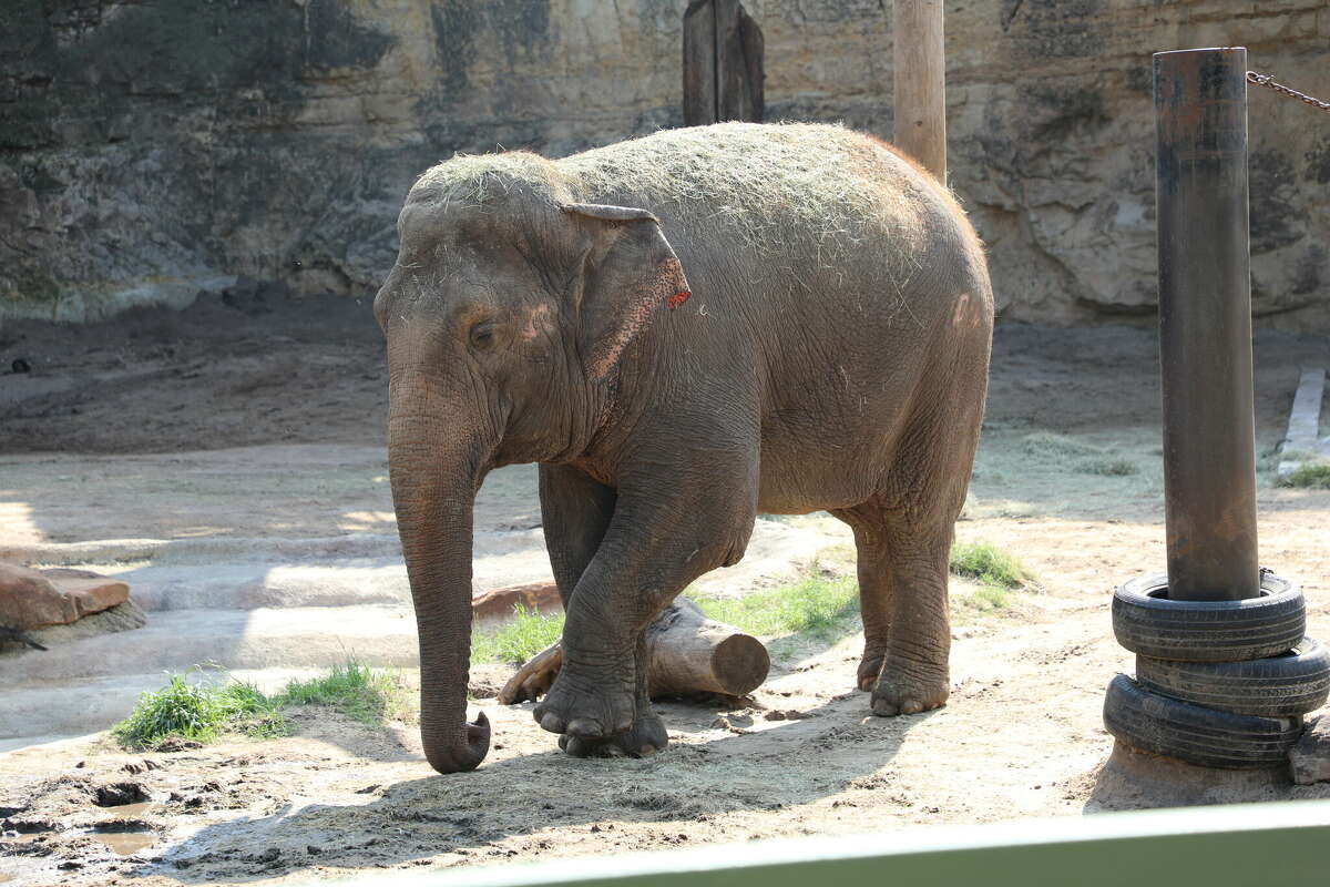 The last remaining elephant at the San Antonio Zoo is being sent to a sanctuary in Tennessee.