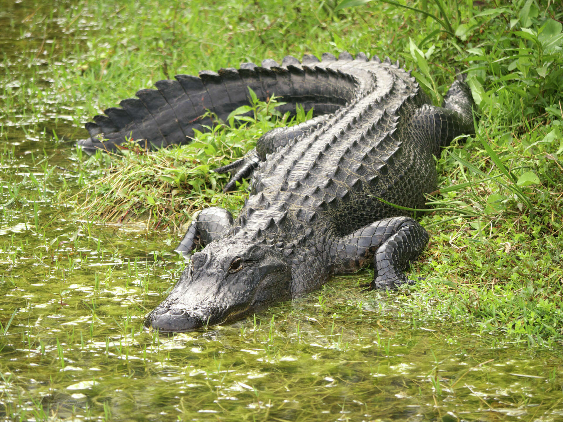 Large alligator strolls up onto the banks of Houston park