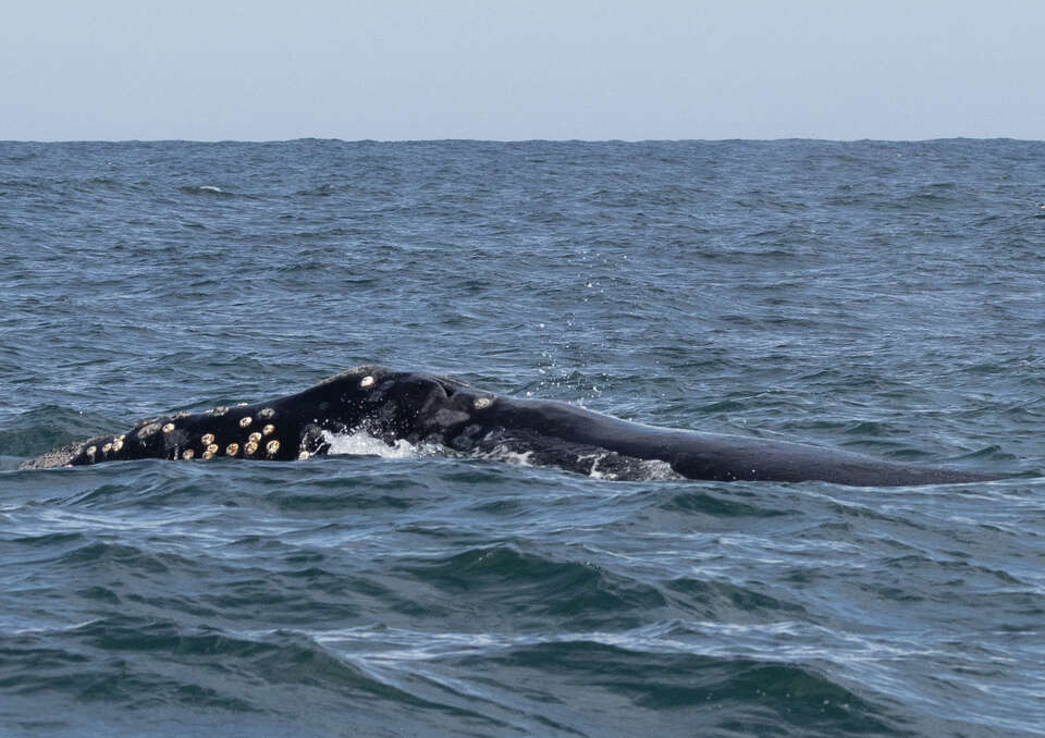 One of world's rarest whales spotted off California coast