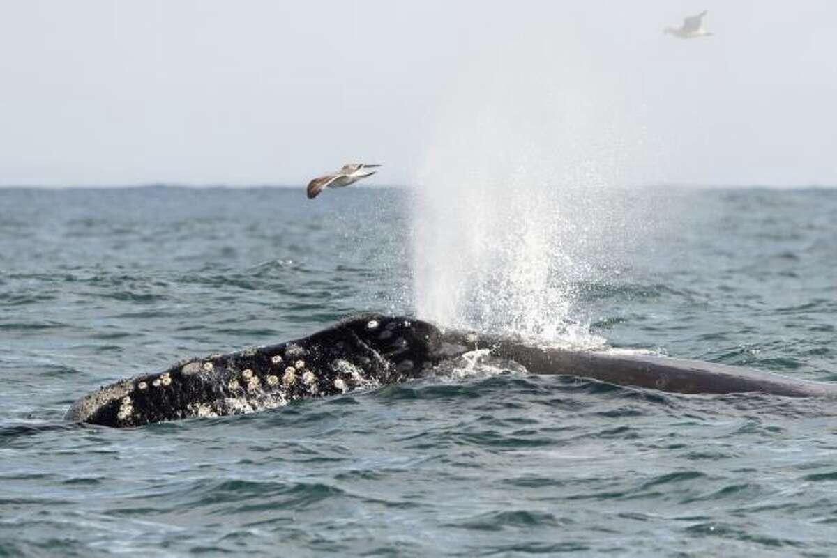 周日，人们在蒙特利湾看到了一只珍稀濒危的北太平洋露脊鲸。它的头部和背部有独特的灰白色斑块，称为老茧，可以用来识别个体(不要与较小的圆形白色藤壶混淆)。