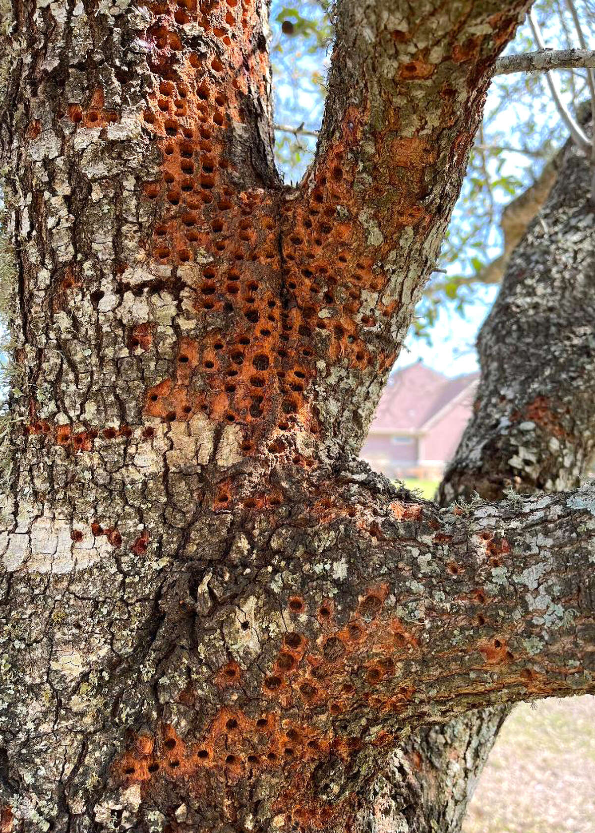 A woodpecker caused this oak's holes, which can be sealed to prevent oak wilt fungus from moving in.