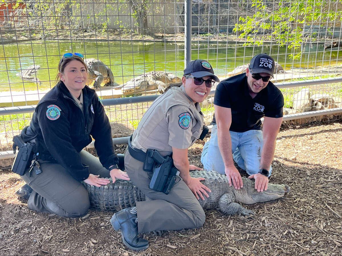 Texas Game Wardens Emily Slubar, left, and Joann Garza-Mayberry, center, work with an Animal World and Snake Farm Zoo farm employee to bring Tewa to her new home at the zoo.