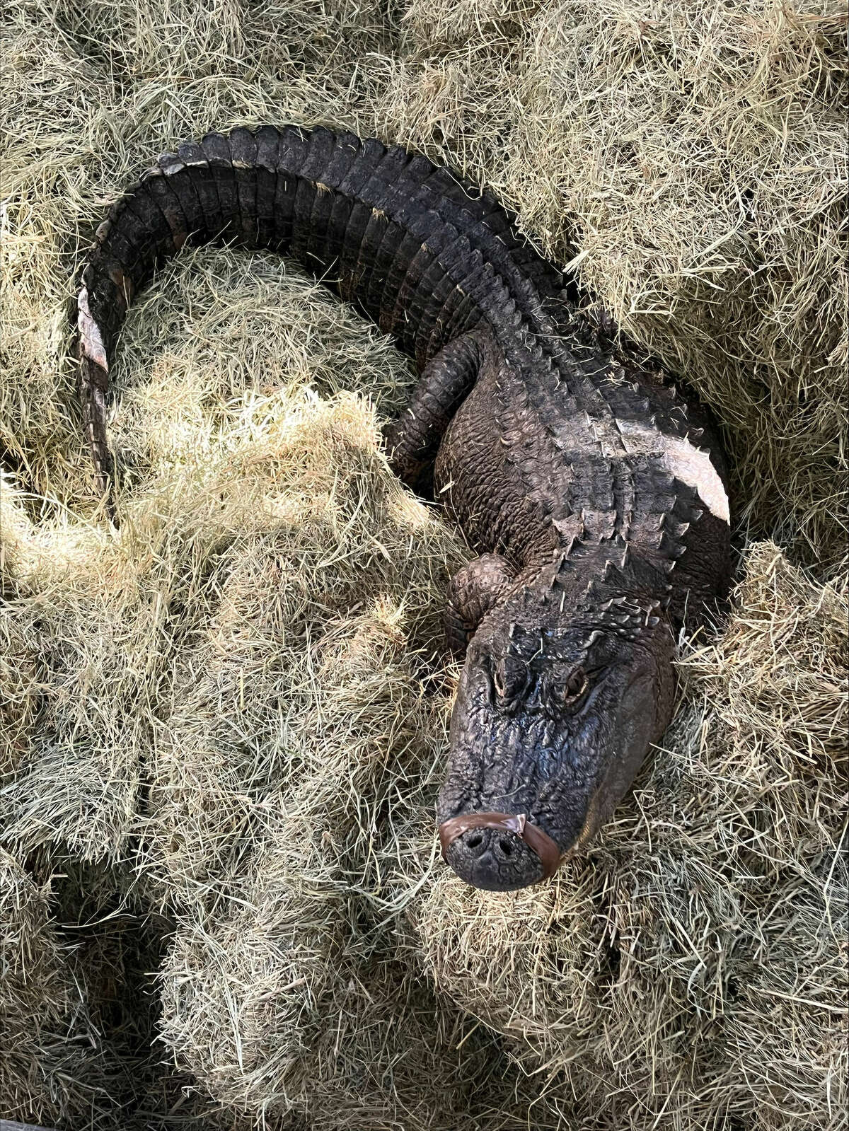 A Texas Parks and Wildlife officials found this alligator, named Tewa, in a Crawford County backyard and learned a woman had been keeping it as a pet for 20 years.