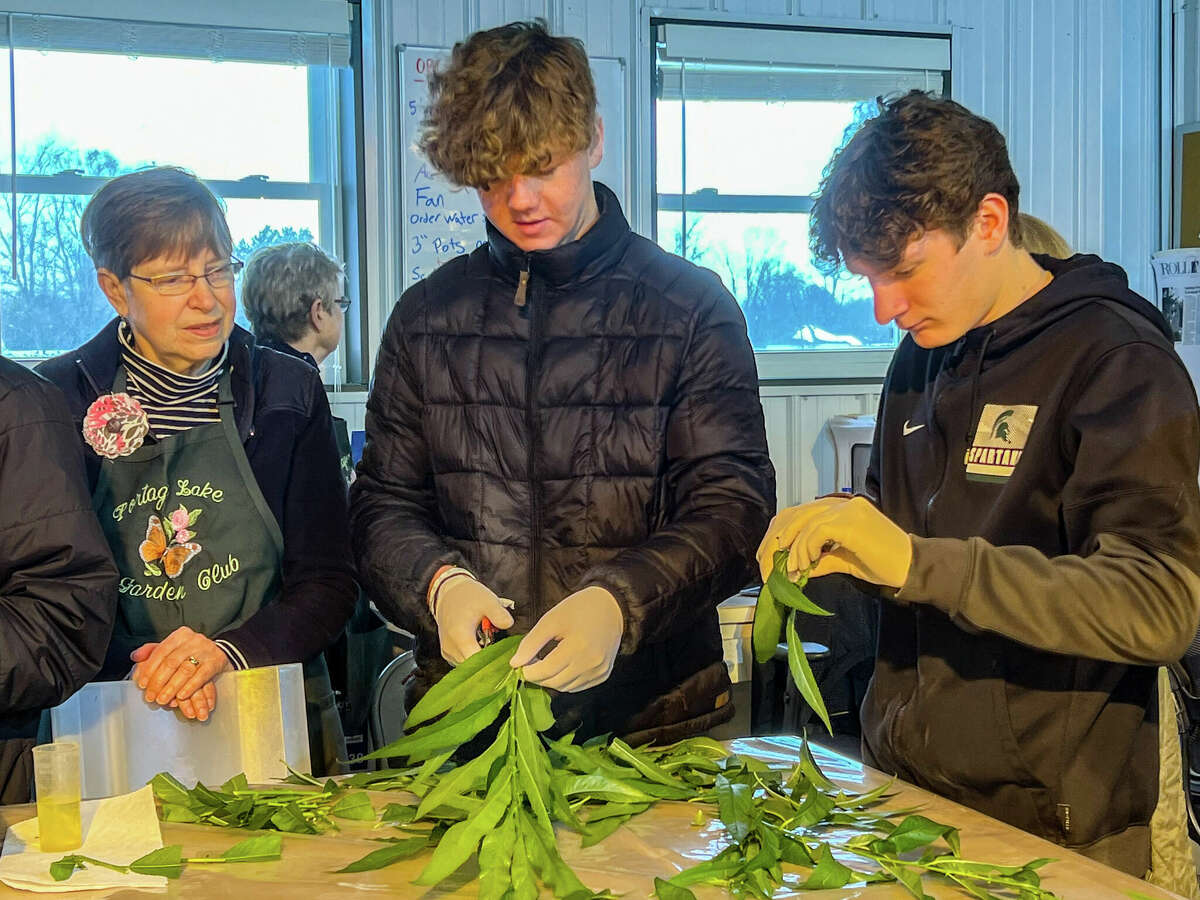 Faye Backie (left), Portage Lake Garden Club member; and Onekama High School sophomores Bryce Pruyne and Mason Sinke take cuttings from a national champion black willow March 3 at Archangel Ancient Tree Archive.