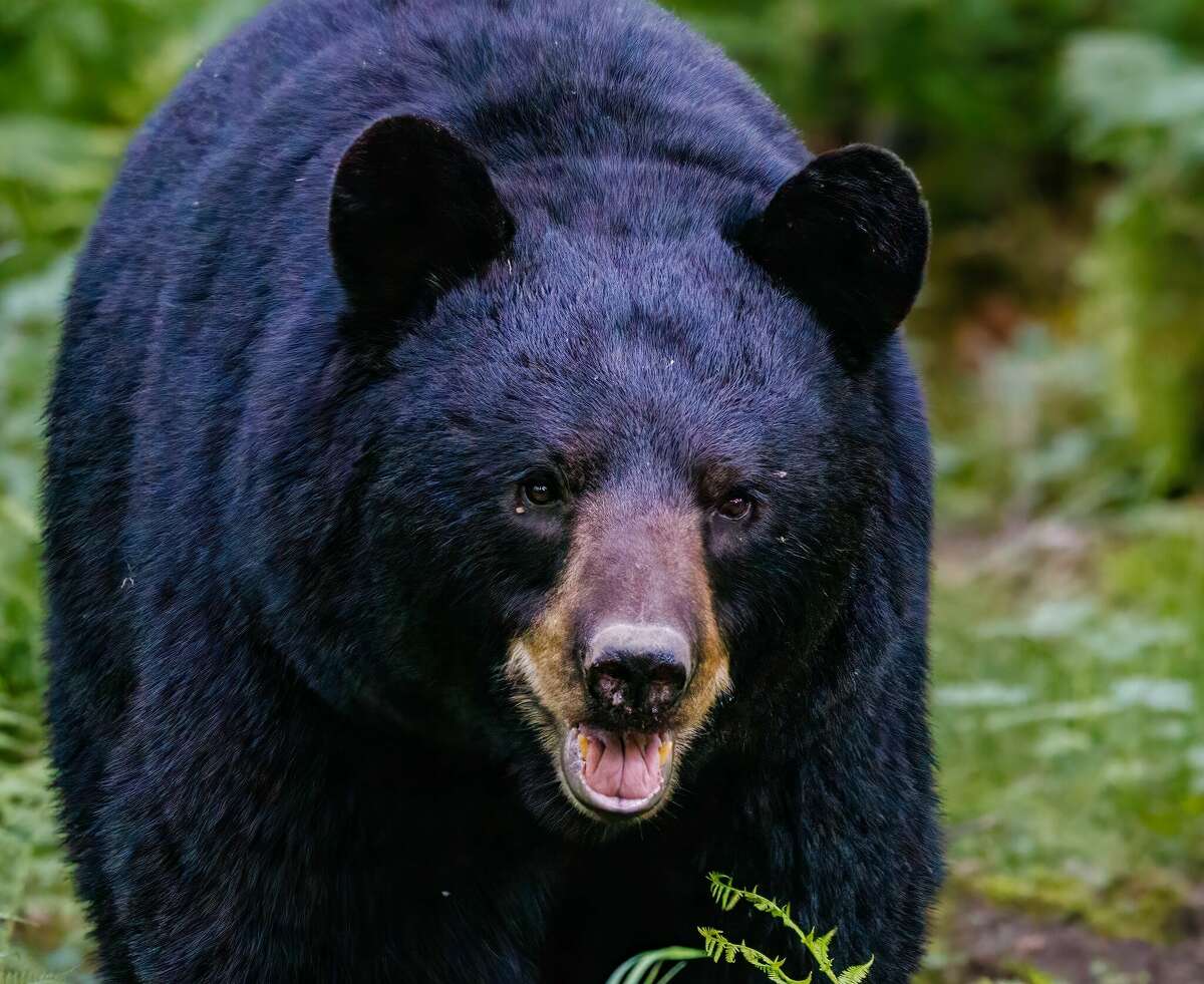 Extra Large Black Bear in the Berries Coffee Mug