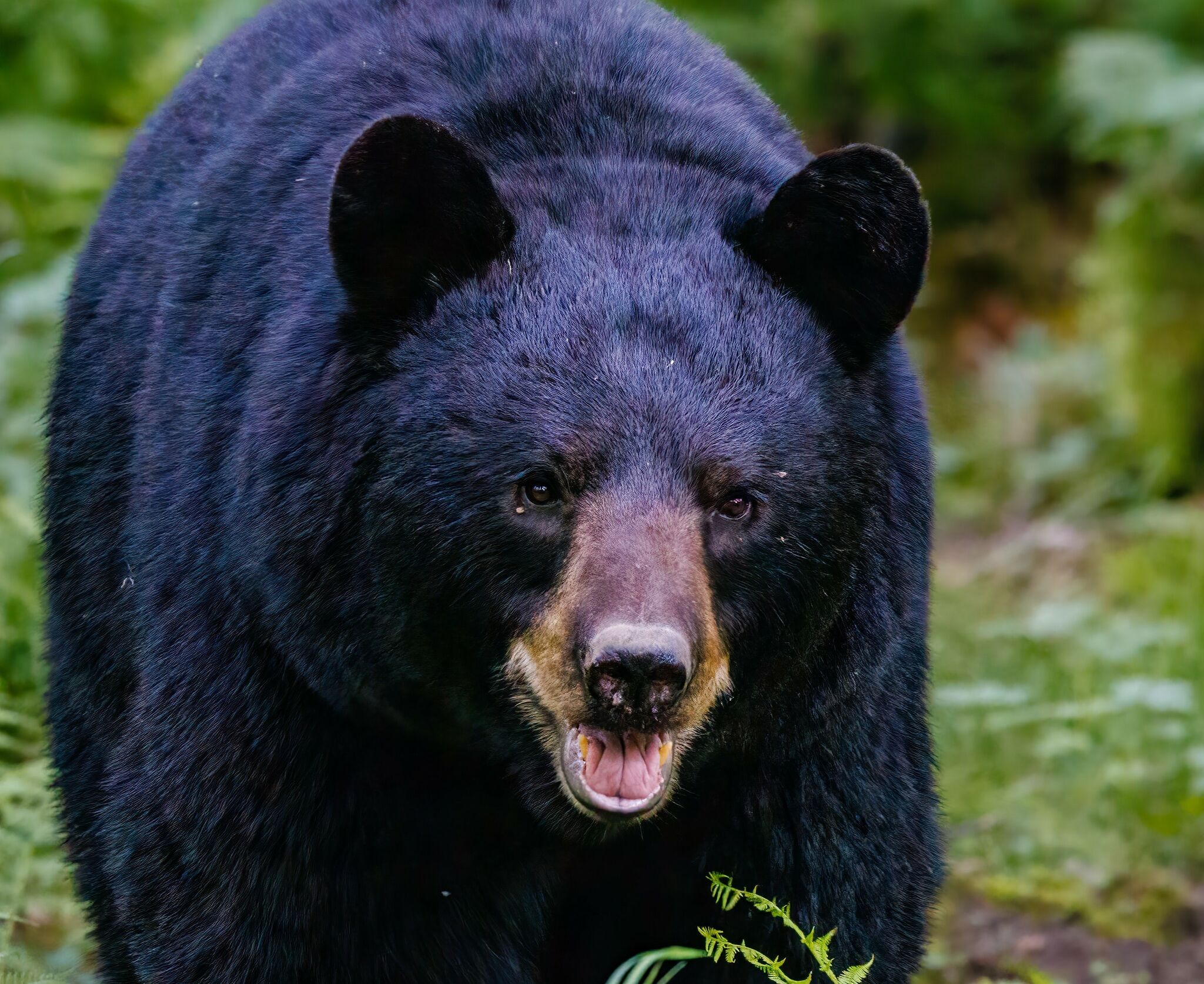 American Black Bear (U.S. National Park Service)