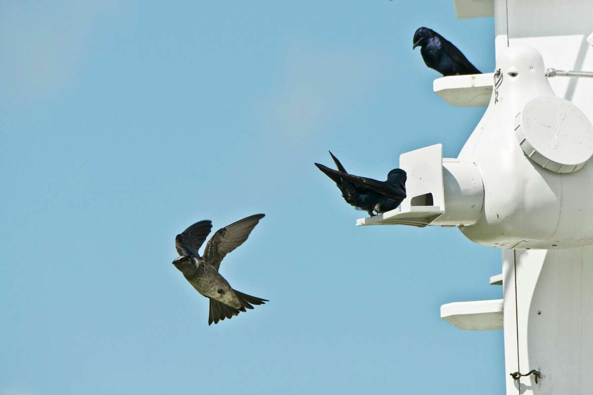 Purple martins prefer their own housing that is within 100 feet of the homeowners' dwelling.